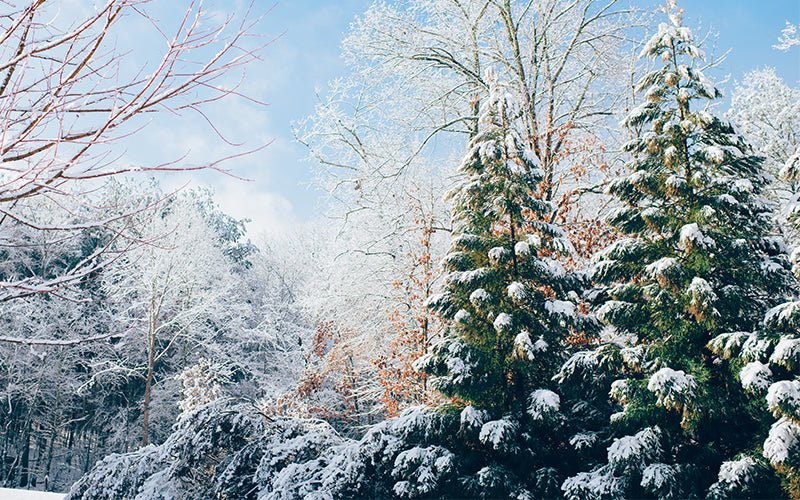 Christmas tree outside